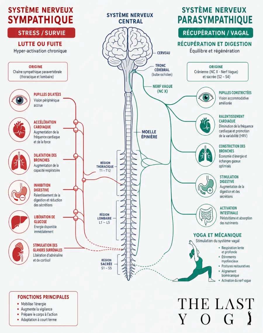 Infographie montrant l'mpact du Yoga et pranayama sur le système nerveux