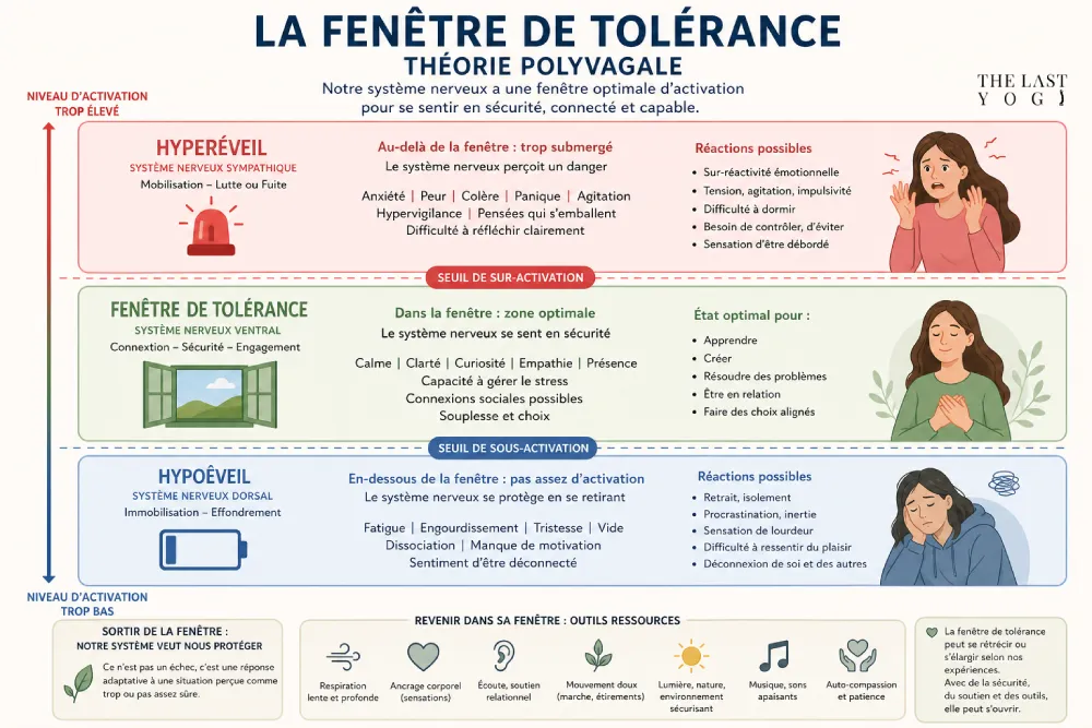 La fenêtre de tolérance : hyperéveil vs hypoéveil théorie polyvagale