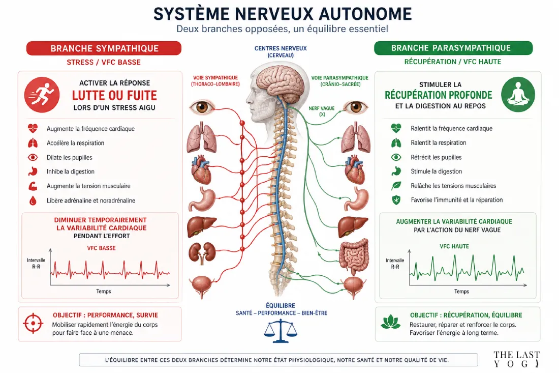 Infographie système nerveux sympathique vs parasympathique
