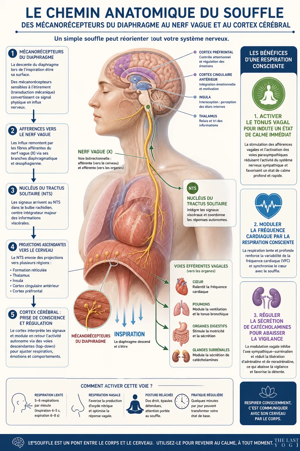Infographie : Le chemin anatomique du souffle, des mécanorécepteurs du diaphragme au nerf vague et au cortex cérébral